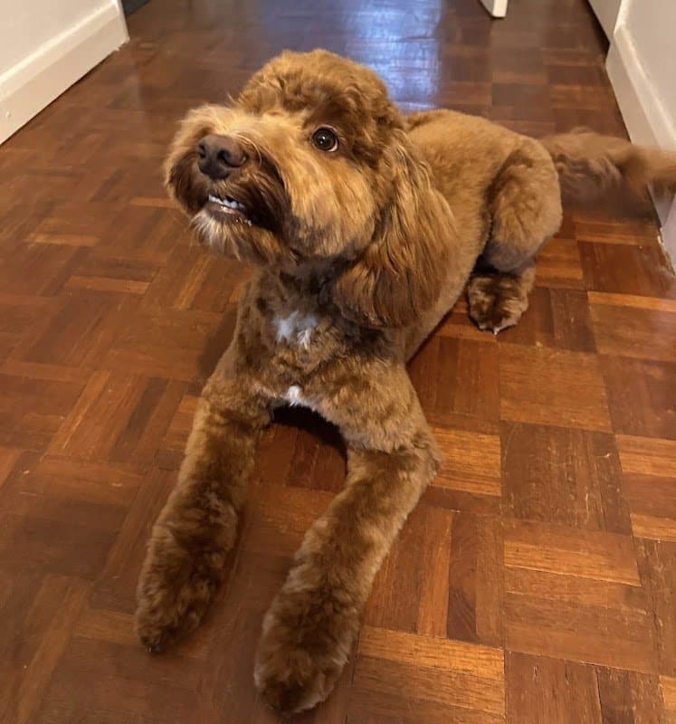 Bubbly Paws Grooming Spa — photo from its Google Maps listing