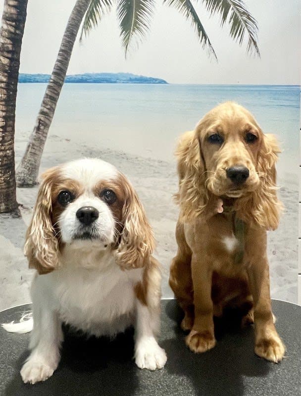 Dogwood Grooming — photo from its Google Maps listing