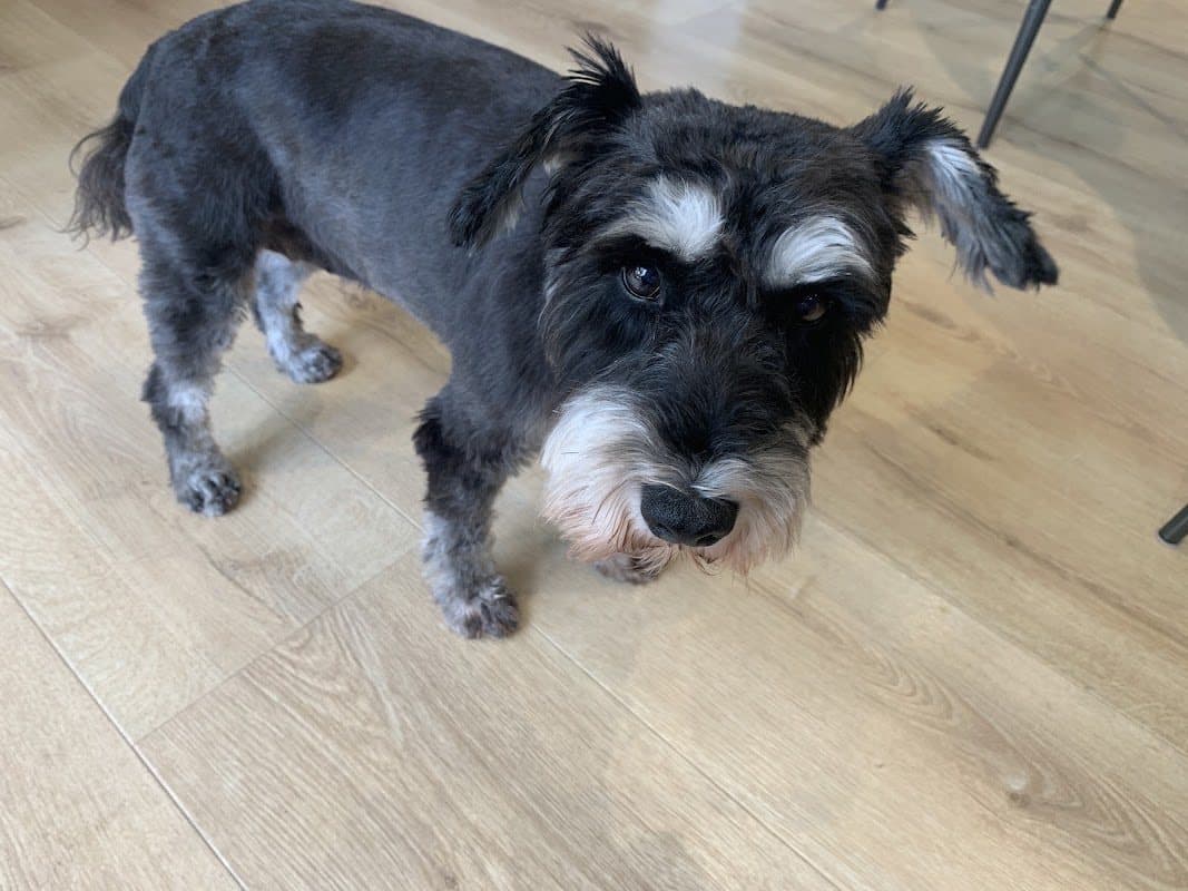 Paw Blimey Dog Salon — photo from its Google Maps listing