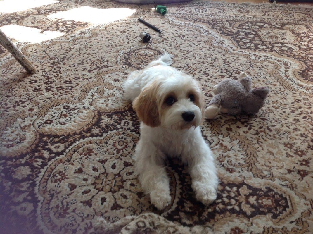 Petite Paws Dog Grooming — photo from its Google Maps listing